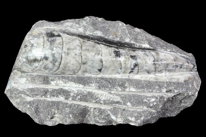 Polished Orthoceras (Cephalopod) Fossils - Morocco #84039